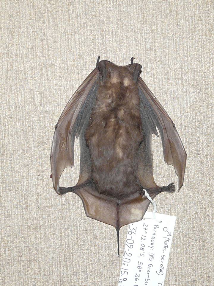 FIGURE 1 FIGURE 1